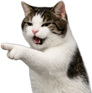 PALO cat